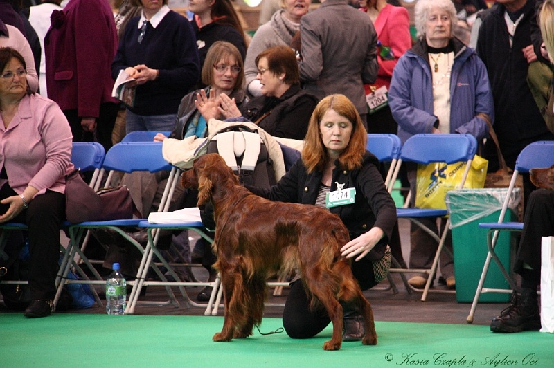 Crufts2011 270.jpg